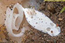 nudibranch and egg veil